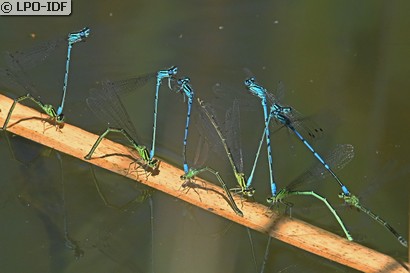 Agrion jouvencelle