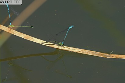 Agrion jouvencelle