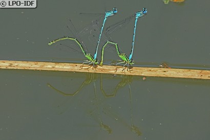 Agrion jouvencelle
