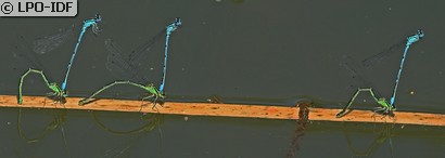 Agrion jouvencelle