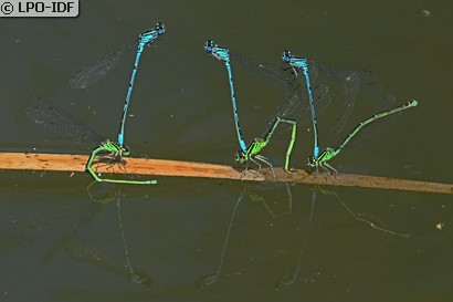 Agrion jouvencelle