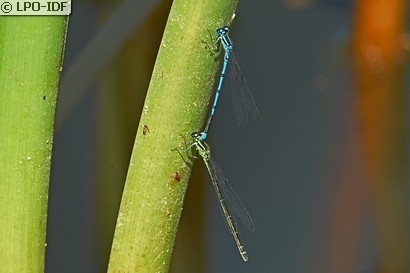 Agrion jouvencelle