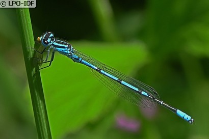Agrion jouvencelle