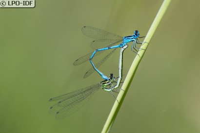 Agrion jouvencelle