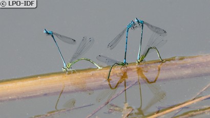 Agrion jouvencelle