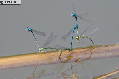 Agrion jouvencelle