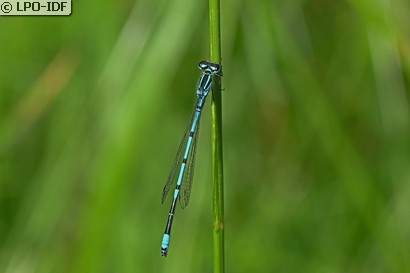 Agrion jouvencelle