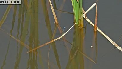 Agrion jouvencelle