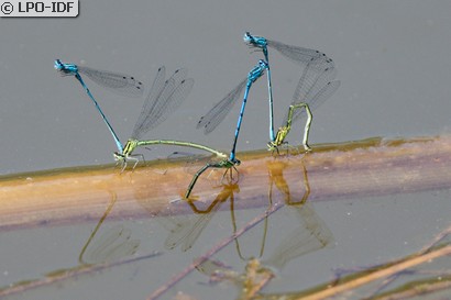 Agrion jouvencelle