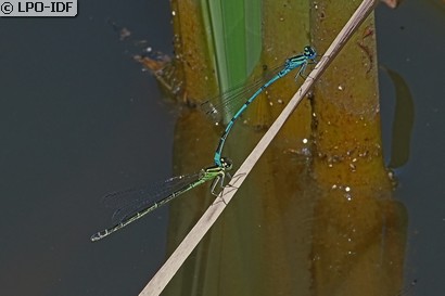 Agrion jouvencelle