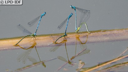Agrion jouvencelle