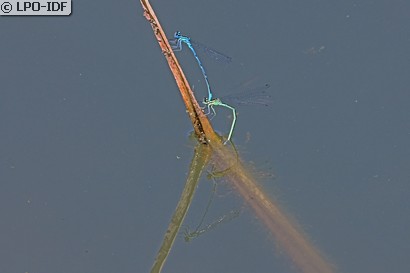 Agrion jouvencelle