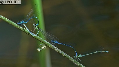 Agrion jouvencelle
