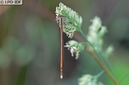 Agrion orangé