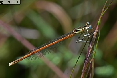 Agrion orangé