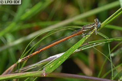 Agrion orangé
