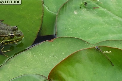 Agrion élégant