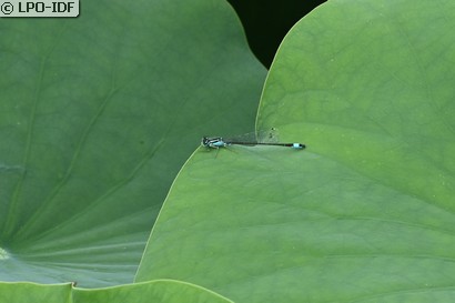 Agrion élégant