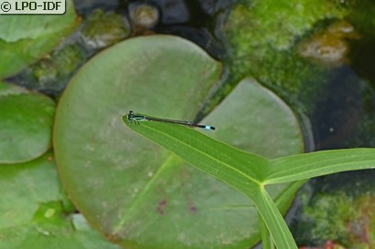 Agrion élégant