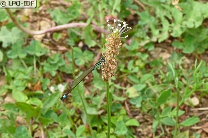 Agrion élégant