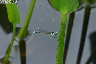 Agrion élégant