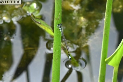 Agrion élégant