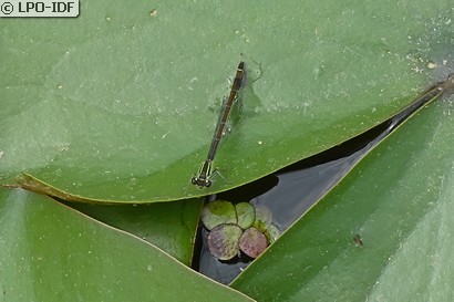 Agrion élégant