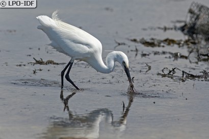 Aigrette garzette