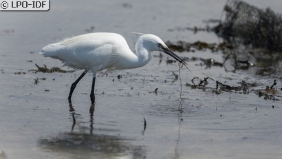 Aigrette garzette