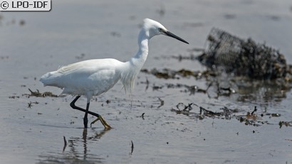Aigrette garzette