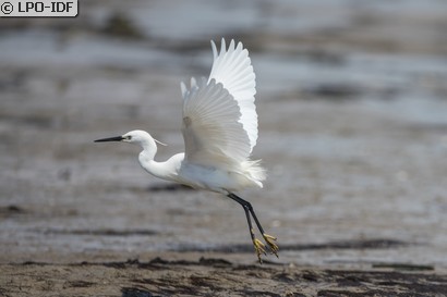 Aigrette garzette