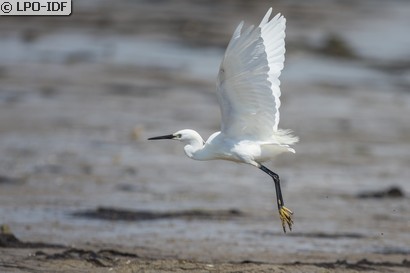 Aigrette garzette
