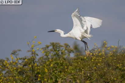Aigrette garzette