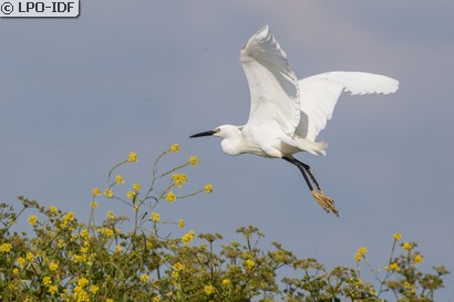 Aigrette garzette