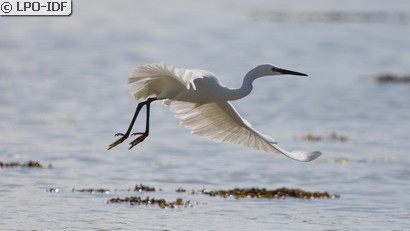Aigrette garzette