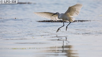 Aigrette garzette