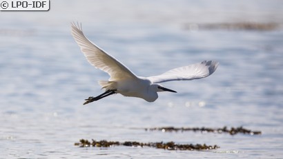 Aigrette garzette