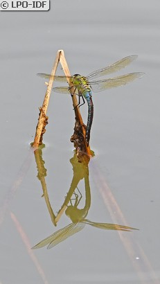 Anax empereur