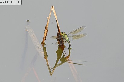 Anax empereur