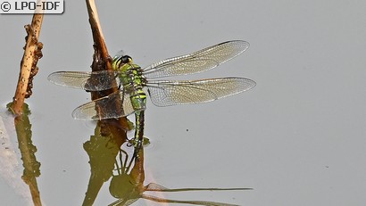 Anax empereur