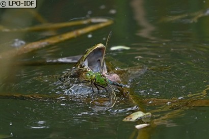 Anax empereur