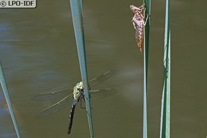 Anax empereur