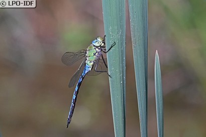 Anax empereur
