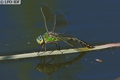 Anax empereur
