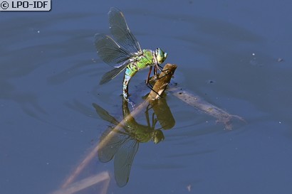 Anax empereur