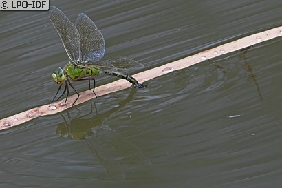 Anax empereur