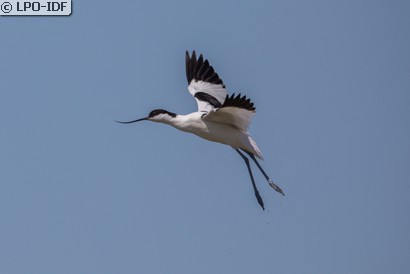 Avocette élégante