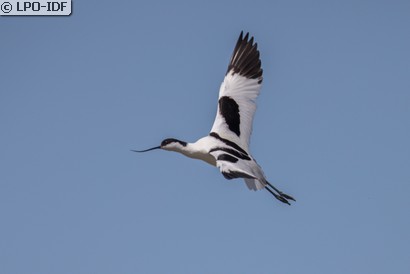 Avocette élégante