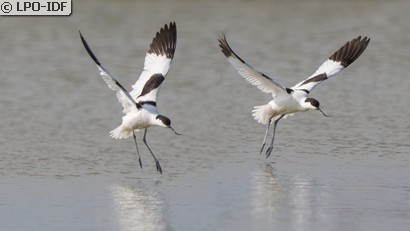 Avocette élégante