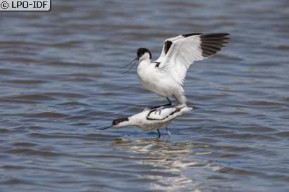 Avocette élégante